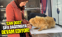 Binlerce sokak hayvanı "Can Dost" sayesinde tedavi edildi