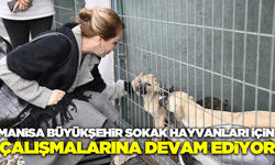 Manisa Büyükşehir sokak hayvanları için bir araya geldi