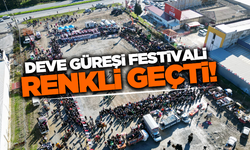 Söke'de 10. Geleneksel Deve Güreşi Festivali coşkulu geçti!