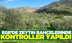 Tarım ekipleri zeytin bahçelerini denetledi