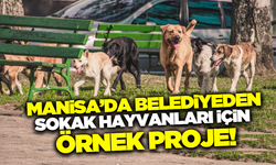 Manisa'da o belediyeden sokak hayvanları için örnek proje!