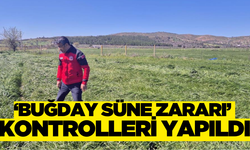 Muğla'da Süne Zararlısına Karşı Denetimler Sürüyor