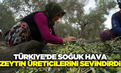 Soğuk hava zeytin üreticilerinin yüzünü güldürdü