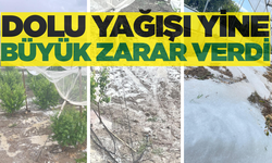 Dolu yağışı meyve ağaçlarına zarar verdi