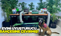 Muğla'da sınıf öğretmeninin evinde 9 kök keneviri ele geçirildi
