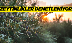 Zeytinliklerde hastalık ve zararlılara karşı incelemeler yapıldı