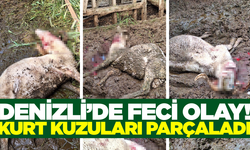 Ağıla giren kurt kuzuları parçaladı