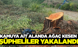 Aydın'da kamuya ait alanda 5 adet okaliptüs ağacını kesen şüpheliler yakalandı