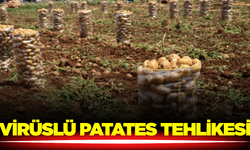 İthalat Krizi: 2 Tonluk Patates Sevkiyatı Virüslü Çıktı