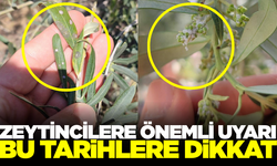 Salilhlili zeytin üreticilerine önemli uyarı
