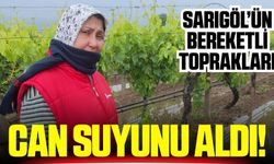 Sarıgöl'de bahar yağmurları üreticileri sevindirdi
