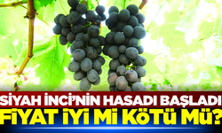 Yılın ilk Siyah Üzüm'ü hasat edildi