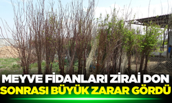 Zirai don bu seferde meyve fidanlarını vurdu