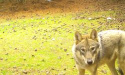 Manisa’daki fotokapan görüntüleri belgeselleri aratmadı