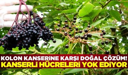 Kolon kanseri tarihe mi karışıyor? Kara mürver mucizesi