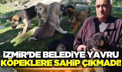 İzmir'de Belediye 'Bizim Barınağımız Yok' diyerek hayvanlara sahip çıkmadı