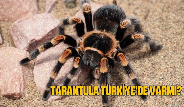 Tarantula Türkiye'de varmı? Türkiye'de tarantula nerede bulunur?