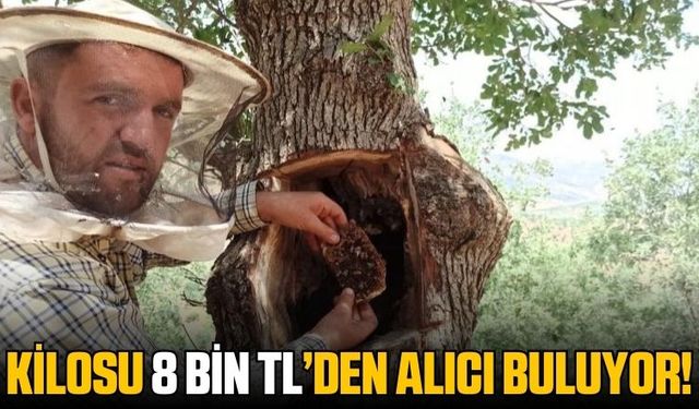 Ağaç kovuklarından elde edilen nadir bal 8 Bin TL'ye satılıyor