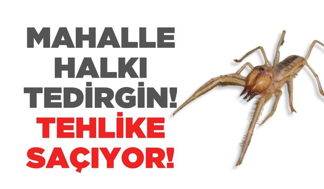 Et Yiyen Sarıkız Örümceği Alaşehir'de Görüldü