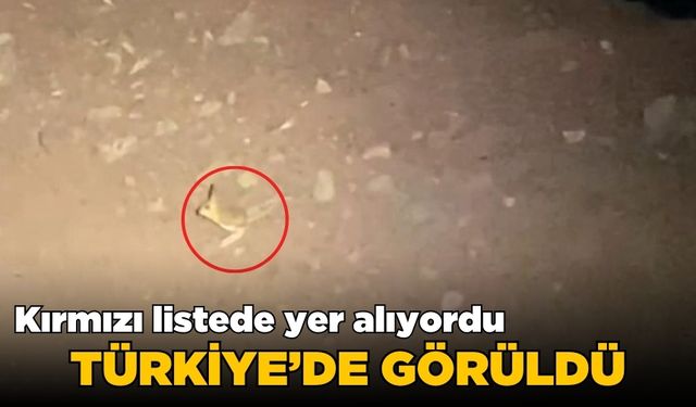 Su içmeden yaşayan canlı Türkiye'de görüldü