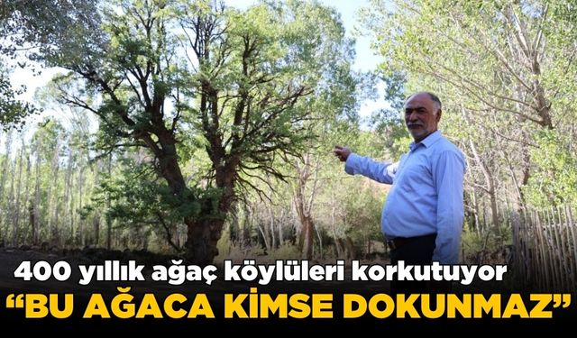 400 yıllık ağaca, korkularından dokunamıyorlar