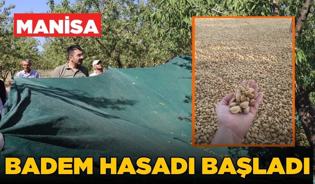 Selendi'de hasat zamanı