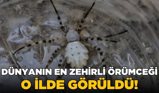 Argiope lobata türü olan örümcek, o ilde görüldü