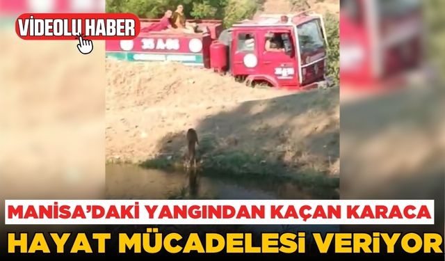 Manisa'daki yangından kaçan karaca yorgun ve bitkin halde bulundu