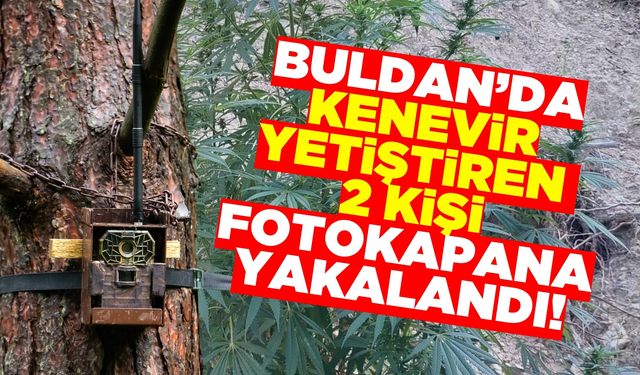 Buldan'da kenevir yetiştiren iki kişi fotokapana yakalandı