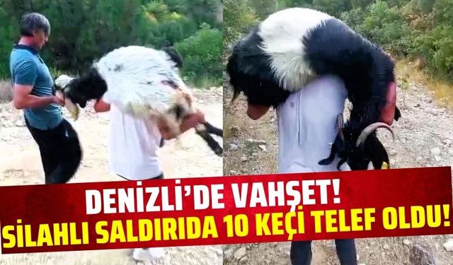 Denizli'de keçi sürüsüne silahlı saldırı!