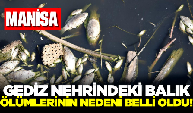 Gediz Nehrindeki balık ölümlerinin nedeni biyogaz çıkmadı