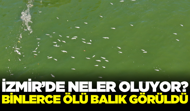 İzmir Körfezi'nde binlerce ölü balık görüldü