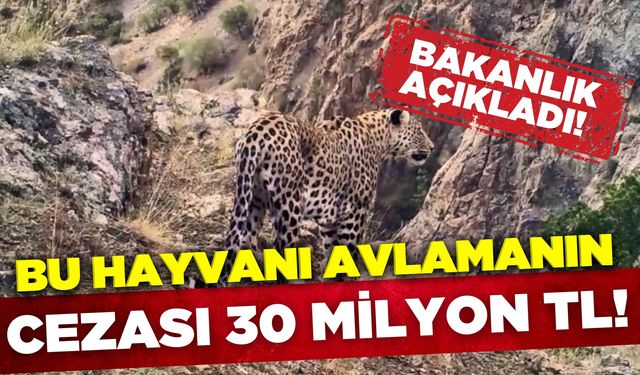 Türkiye'de bu hayvanı avlamanın 30 milyon TL cezası var