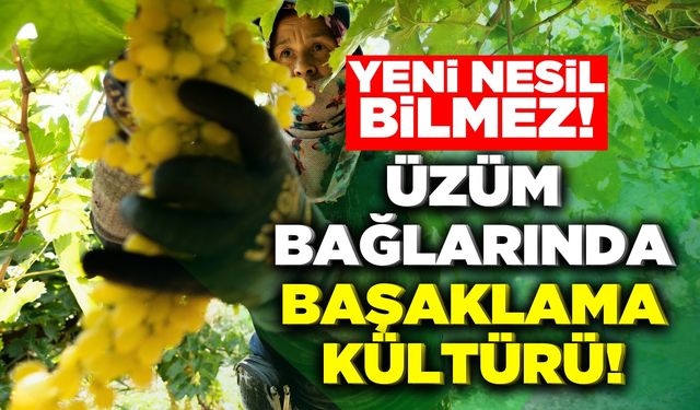 Üzüm bağlarında ''Başaklama'' geleneği unutulmaya yüz tuttu