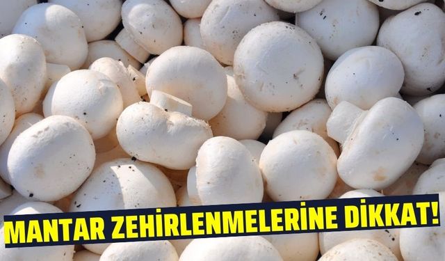 Doktor Yılmaz, mantar zehirlenmelerine karşı uyardı!