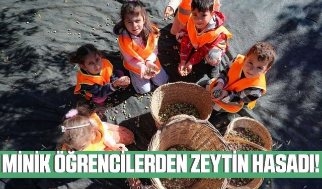 İzmir'de minik öğrenciler zeytin hasadı yaptı!