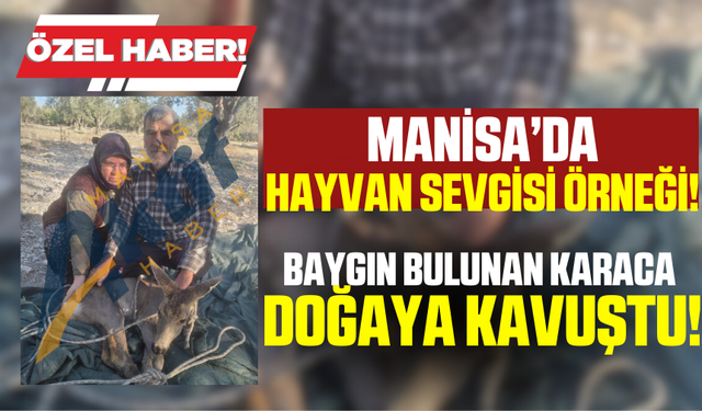 Kırkağaç'ta baygın bulunan karaca doğaya salındı