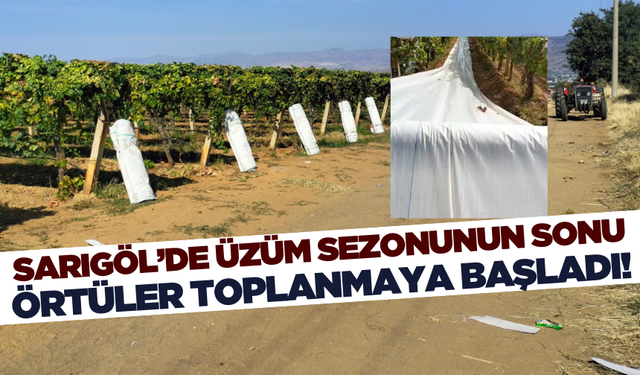 Sarıgöl'de örtüler toplanmaya başlandı!