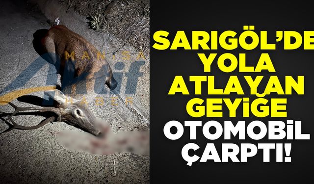 Sarıgöl'de ormandan yola çıkan geyiğe otomobil çarptı