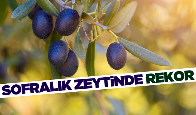 Türkiye sofralık zeytin ihracatında 210 milyon dolara ulaştı