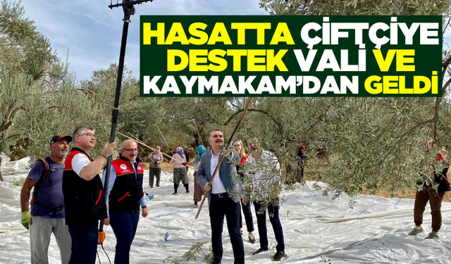 Vali ve Kaymakam Zeytin Hasadına Katıldı