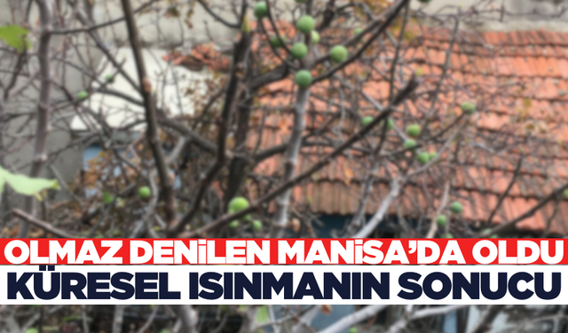 Manisa'da İklim Değişikliğinin Sonucu! Kış Ortasında Meyve Verdi