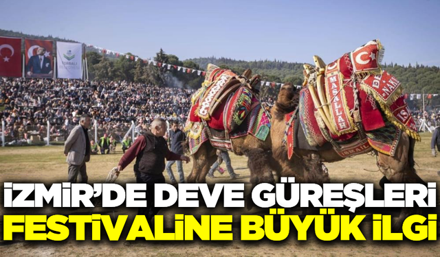 İzmir'de deve güreşleri  festivaline yoğun katılım