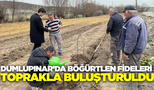 Dumlupınar’da böğürtlen fideleri toprakla buluşturuldu