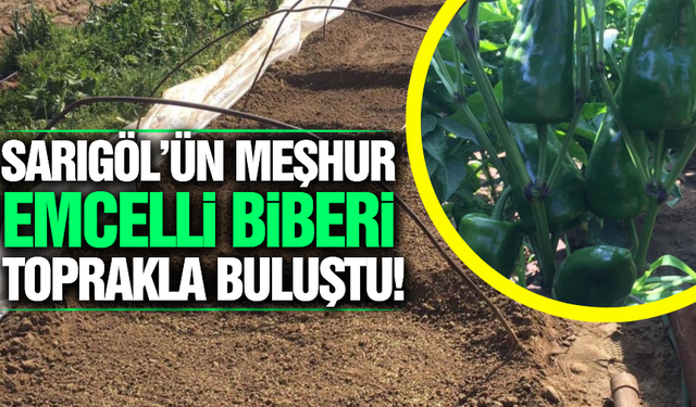 150 yıldır Sarıgöl'de yetişen Emcelli Biberi toprakla buluştu!