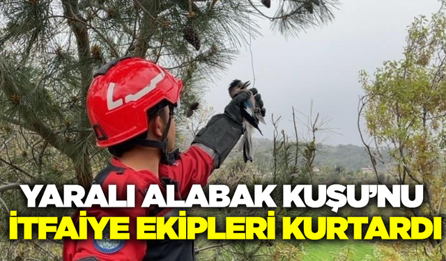 Muğla'da ağaçta ipe takılı Alabak Kuşunun yardımına itfaiye ekipleri koştu!