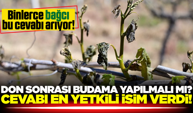 Bağlarda don olayı sonrası budama yapılmalı mı?