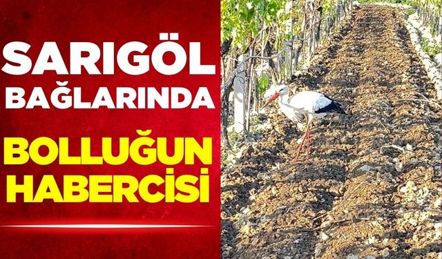 Sarıgöllü çiftçinin ve leyleğin tarla ortaklığı