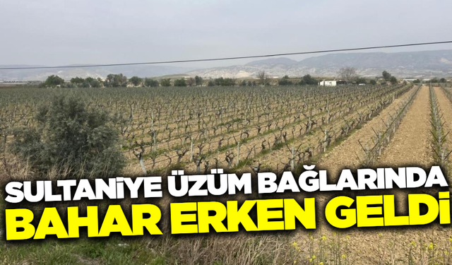 Sultaniye üzüm bağlarında asma dalları bu yıl daha erken yeşillendi