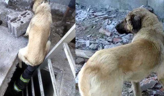 Manisa'da kuyuda düşen köpek itfaiye ekipleri tarafından kurtarıldı